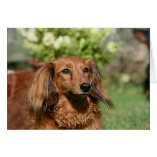 Cartão Dachshund, Miniatura Vermelha de Cabelo Longo