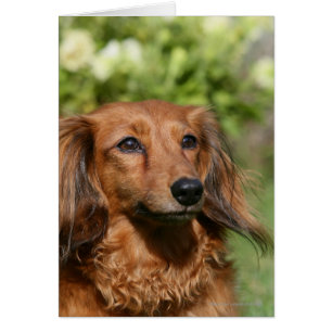 Cartão Dachshund, Miniatura Vermelha de Cabelo Longo
