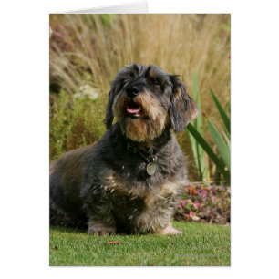Cartão Dachshund Padrão de Cabelo Fio