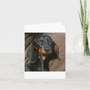 Cartão dachshund preto e castanho