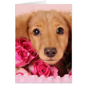 Cartão Dachshund Puppy arredondado por Rosas