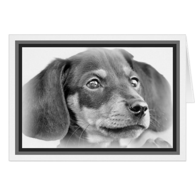 Cartão Dachshund Puppy B&W (Frente Horizontal)