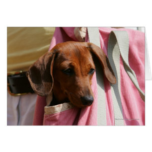 Cartão Dachshund Puppy, Miniatura De Cabelo Suave