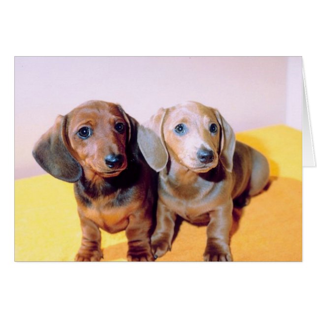 Cartão Dachsund Puppies (Frente Horizontal)