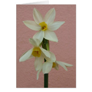 Cartão Daffodil