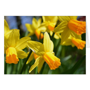 Cartão Daffodil