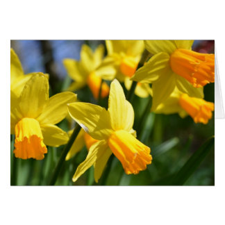 Cartão Daffodil