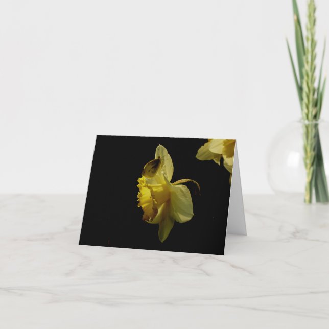 Cartão Daffodil and moth notecard (Frente)