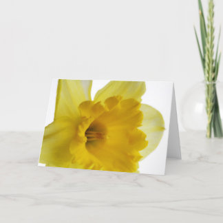 Cartão Daffodil blank greetings card