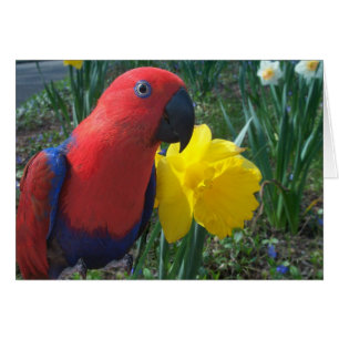 Cartão Daffodil de Eclectus--Pequeno