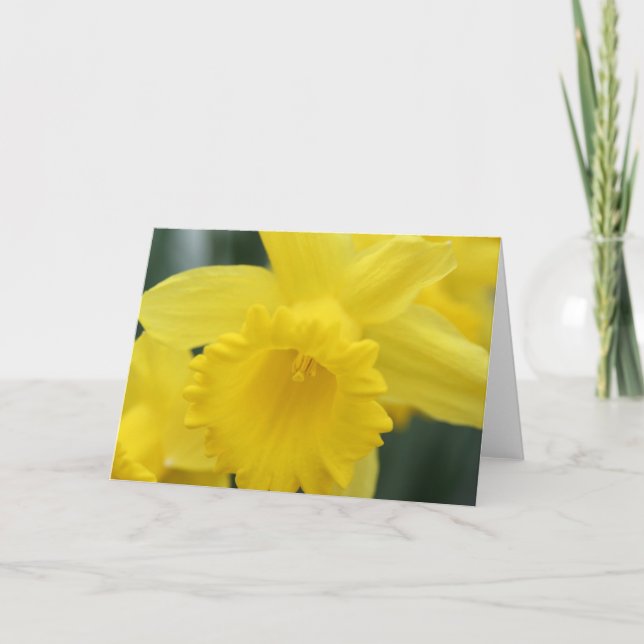 Cartão Daffodil greeting card (Frente)