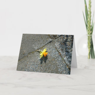 Cartão Daffodil Greeting Card