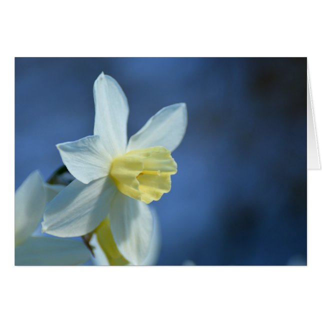 Cartão Daffodil na Primavera (Frente Horizontal)