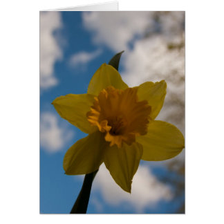 Cartão Daffodil na primavera