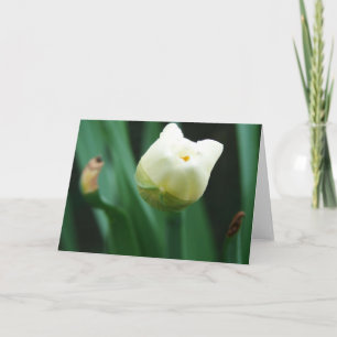 Cartão Daffodil Pronto Para Bloquear