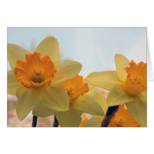 Cartão Daffodills