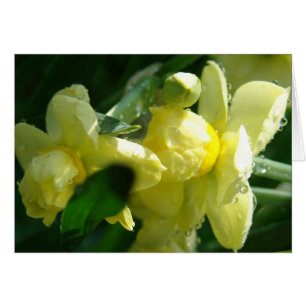 Cartão Daffodilos com gotas de água