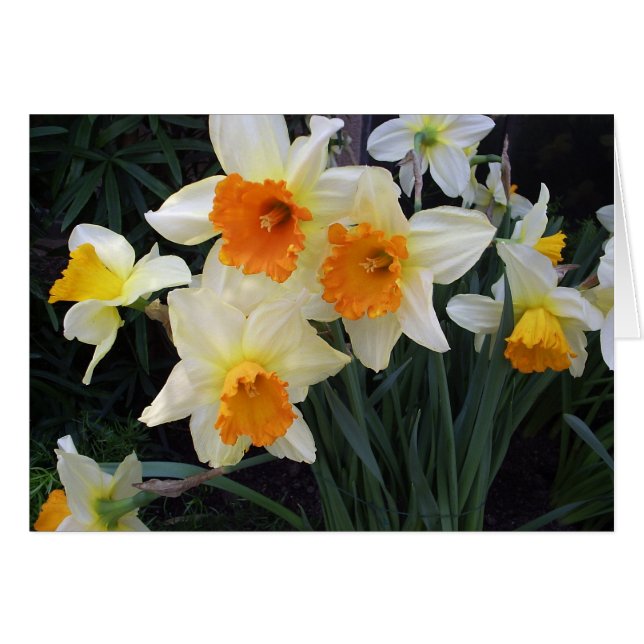 Cartão Daffodils (Frente Horizontal)