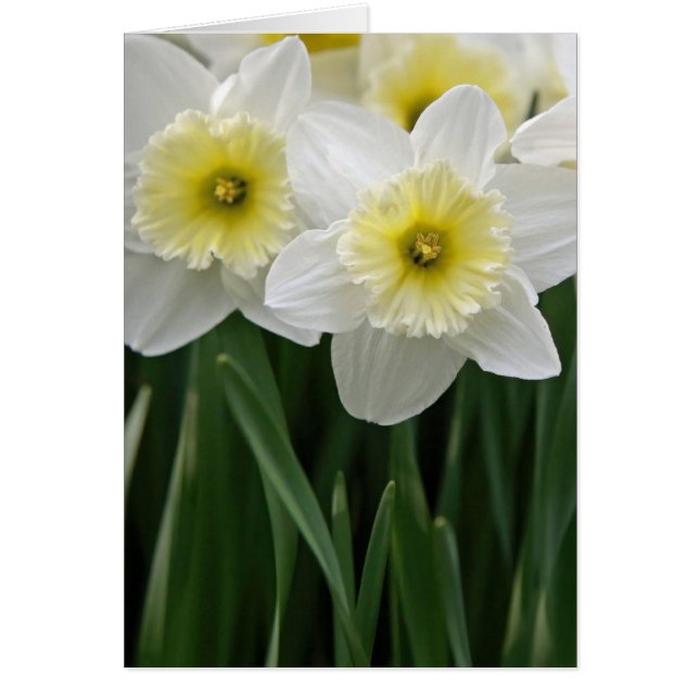 Cartão Daffodils (Frente)