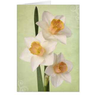 Cartão Daffodils