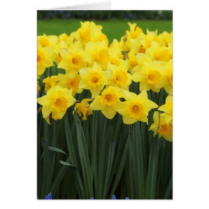 Cartão Daffodils