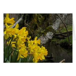 Cartão Daffodils 01