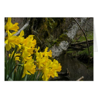 Cartão Daffodils 01