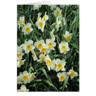 Cartão Daffodils Amarelo Branco