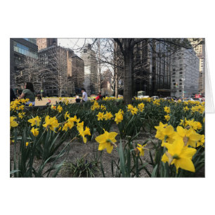 Cartão Daffodils Amarelos Círculo Colombo NYC Primavera