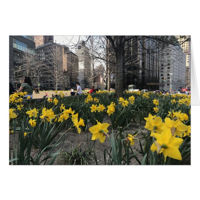 Cartão Daffodils Amarelos Círculo Colombo NYC Primavera (Frente Horizontal)
