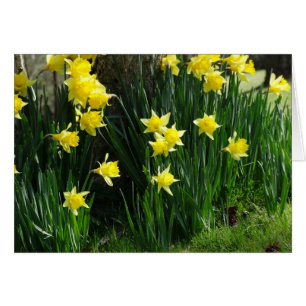 Cartão Daffodils do primavera