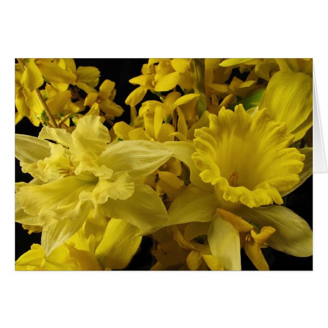 Cartão Daffodils e Forsythia (Frente Horizontal)
