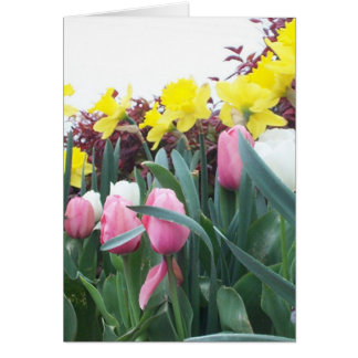 Cartão Daffodils e tulipas do primavera
