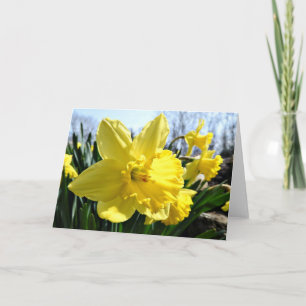 Cartão Daffodils  Greeting Card, Blank Inside