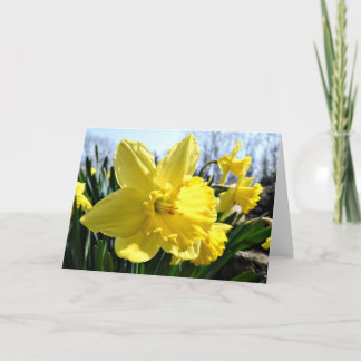 Cartão Daffodils Greeting Card, Blank Inside