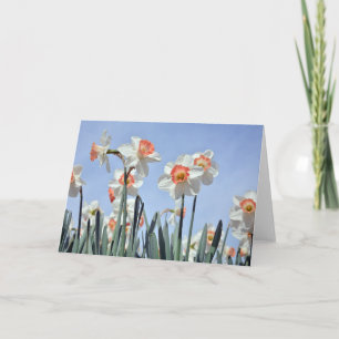 Cartão Daffodils in Bloom