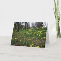 Daffodils. Sophia Gardens, Cardiff, Wales. UK