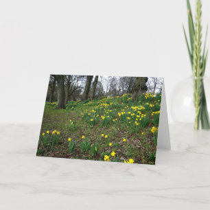 Cartão Daffodils. Sophia Gardens, Cardiff, Wales. UK