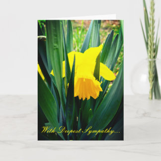 Cartão Daffodils Sympathy Card