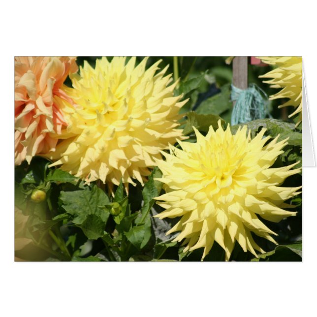 Cartão Dahlia 4 (Frente Horizontal)