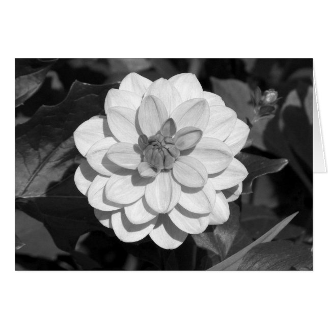 Cartão Dahlia 'David Howard' B&W (Frente Horizontal)