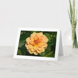 Cartão Dahlia 'David Howard' (bordered)
