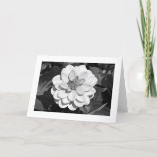 Cartão Dahlia 'David Howard' (delimitado) B&W