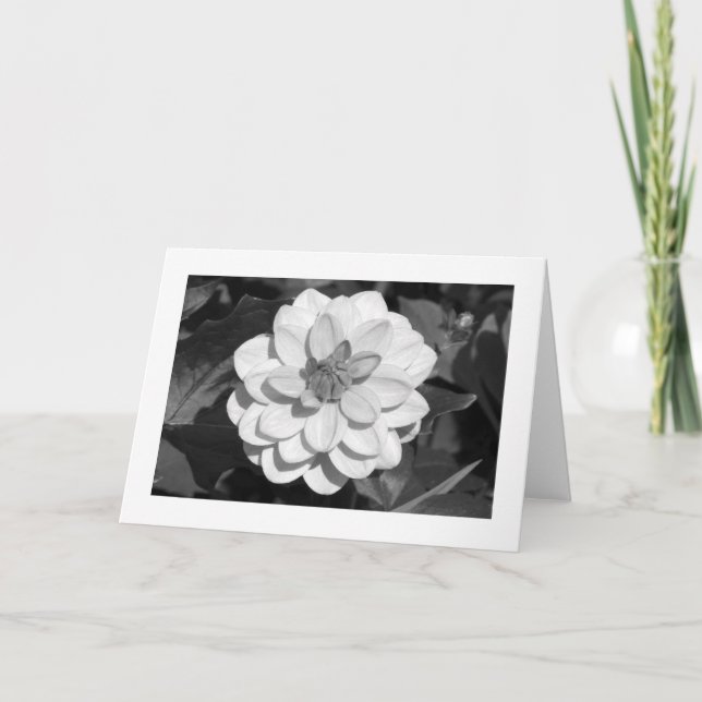 Cartão Dahlia 'David Howard' (delimitado) B&W (Frente)