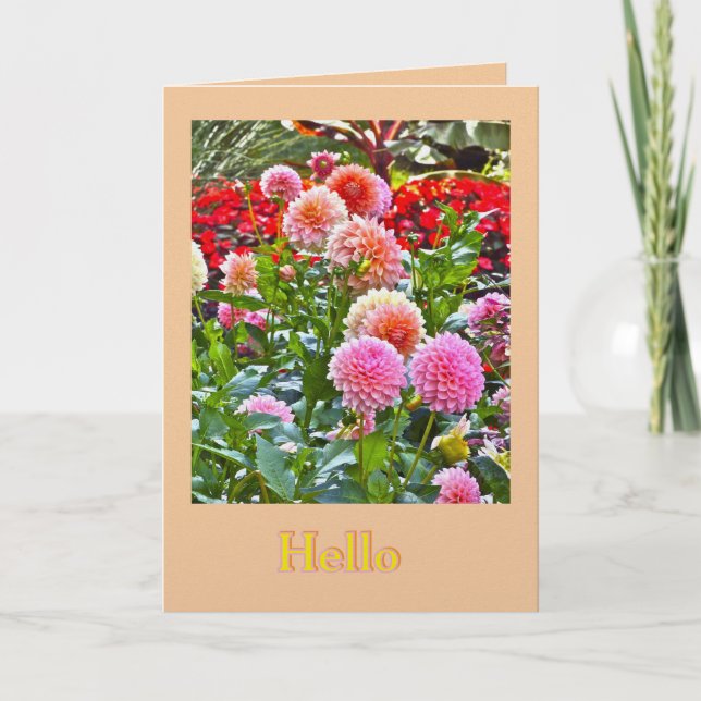 CARTÃO DAHLIA GARDEN/ PINK AND PEACH DAHLIAS/ "HELLO" (Frente)