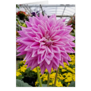 Cartão dahlia rosa