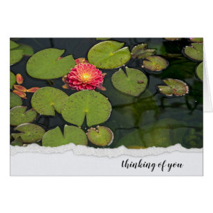 Cartão Dahlia Rosa Em Lily Pads