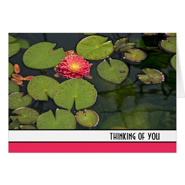 Cartão Dahlia Rosa Em Lily Pads (Frente Horizontal)