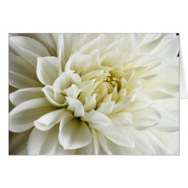 Cartão Dahlia White Dahlia Closeup Flower Modelo