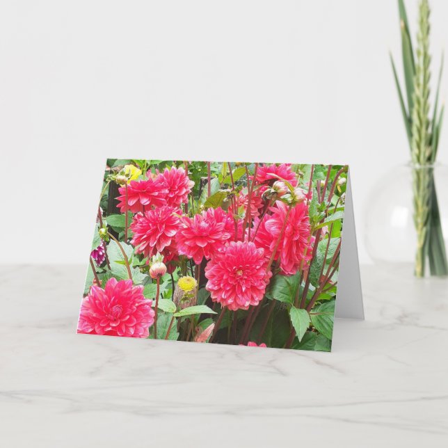 Cartão Dahlias Rosa Profundo (Frente)